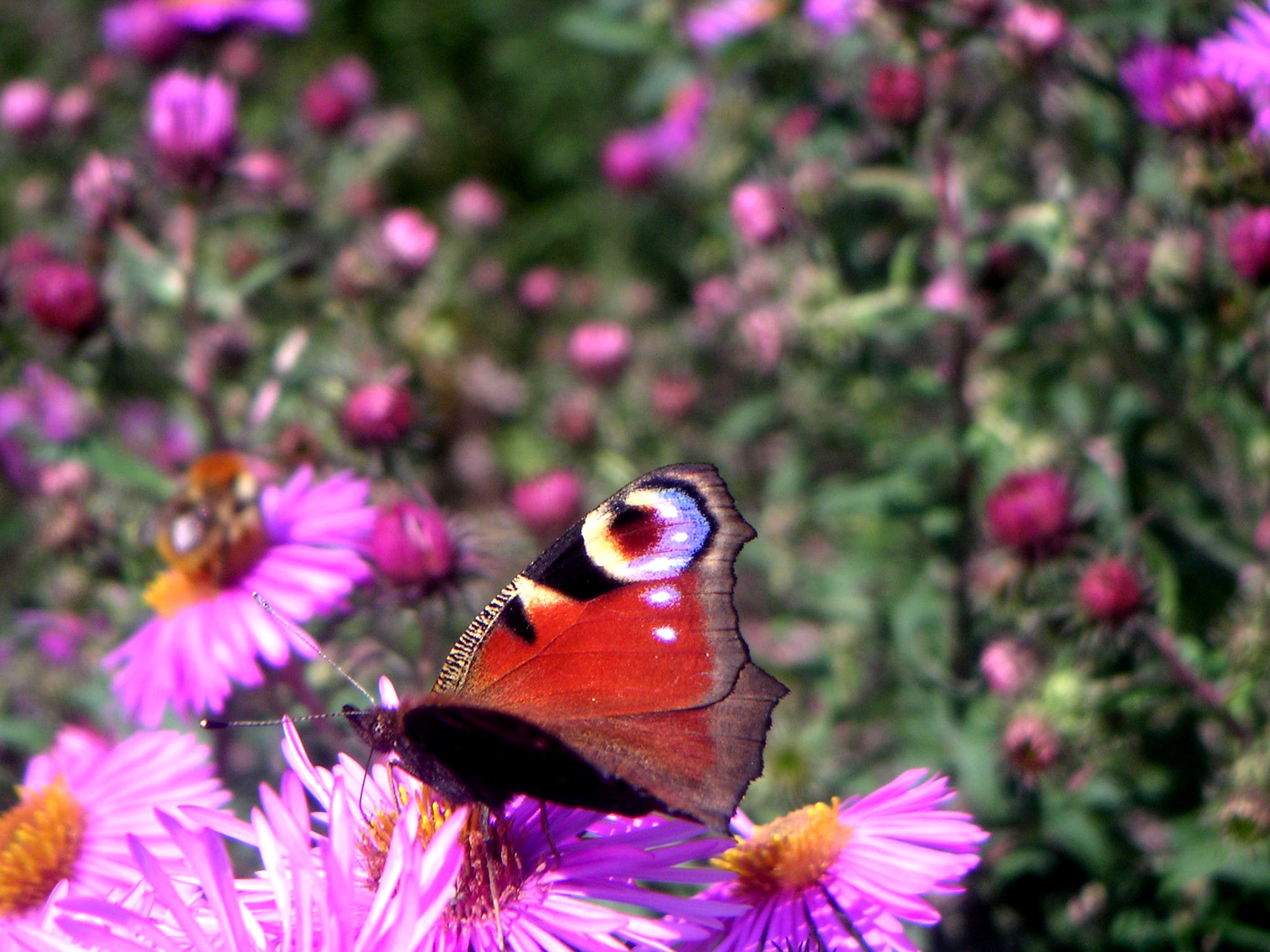 Fonds d'cran Animaux Insectes - Papillons 