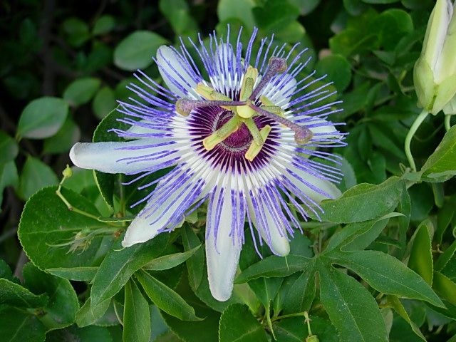 Fonds d'cran Nature Fleurs Fleur