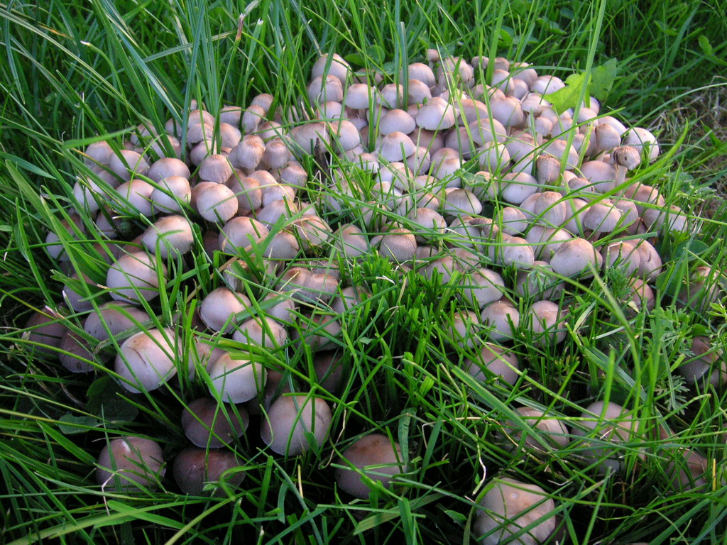 Wallpapers Nature Mushrooms CHAMPIGNONS