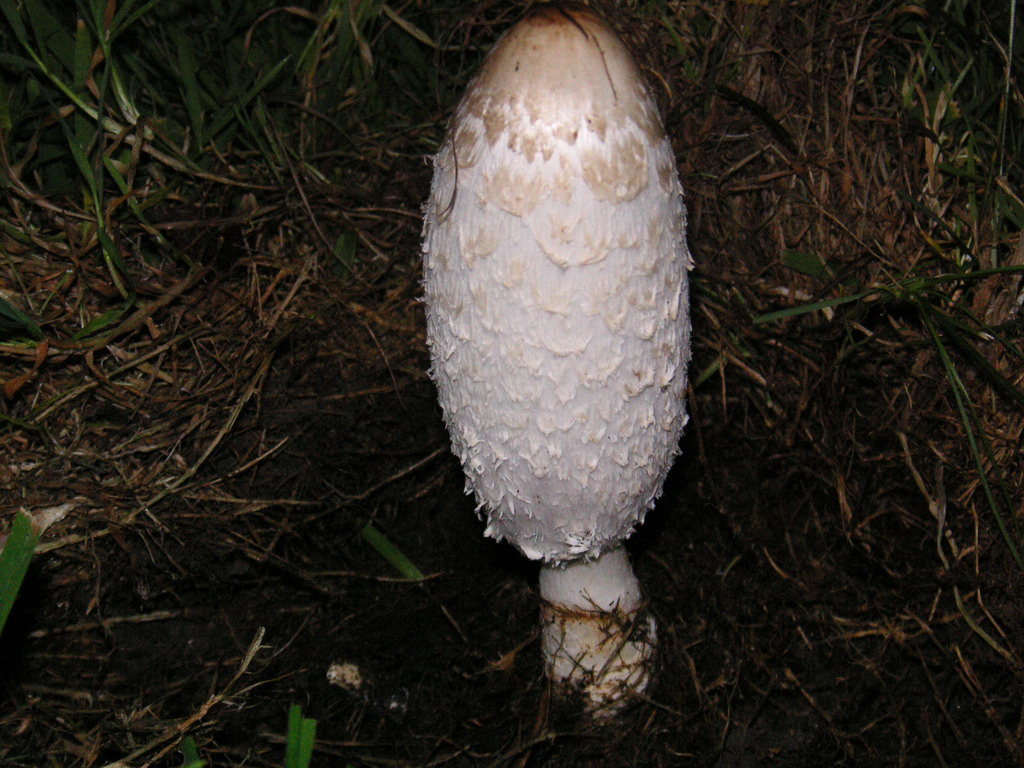 Fonds d'cran Nature Champignons champignons