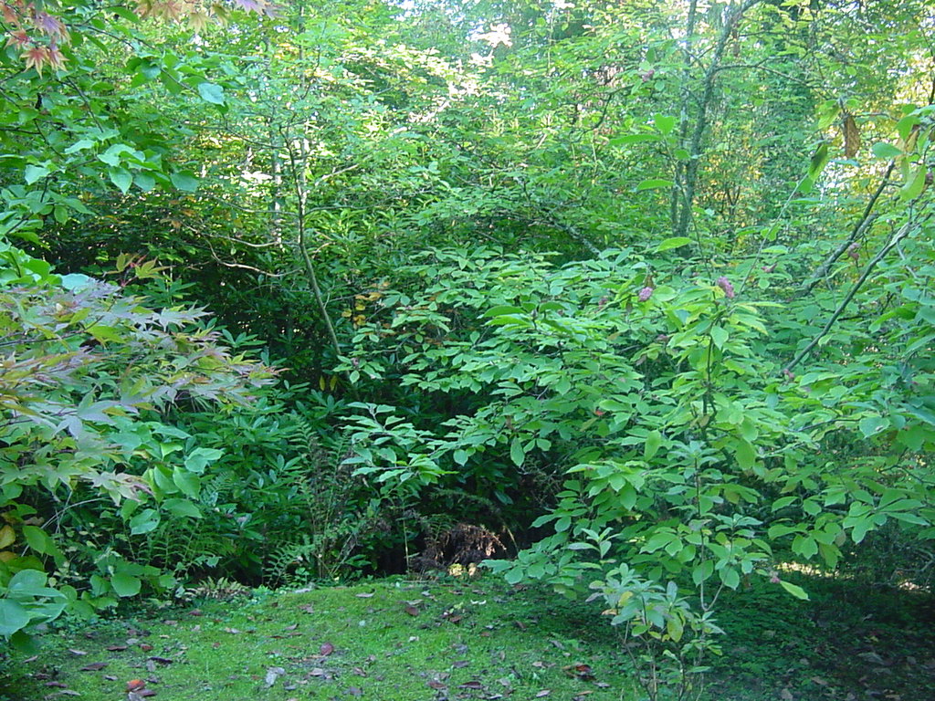 Fonds d'cran Nature Parcs - Jardins arboretum