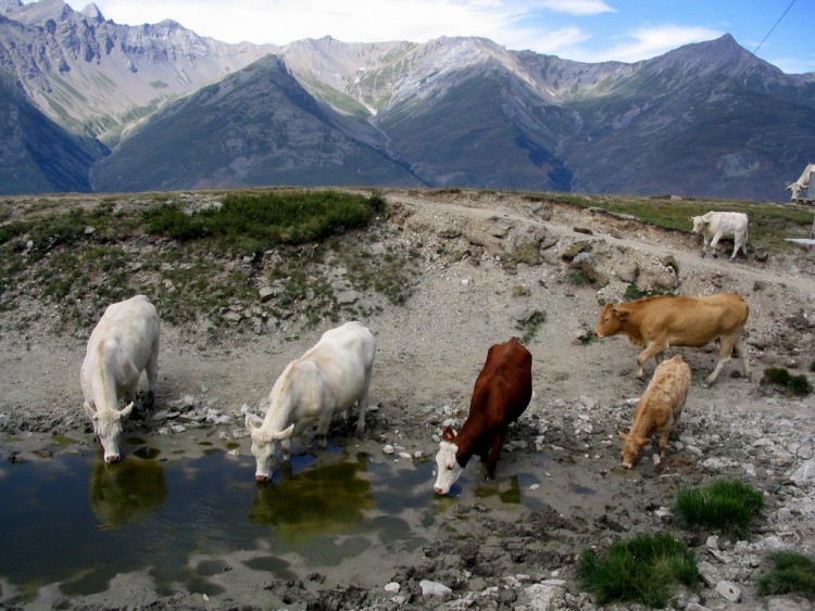 Wallpapers Animals Cows - Bulls - Beef Vaches de savoie