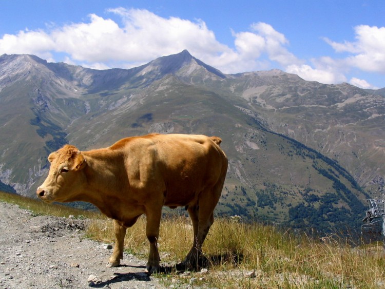 Fonds d'cran Animaux Vaches - Taureaux - Boeufs Vache (encore)