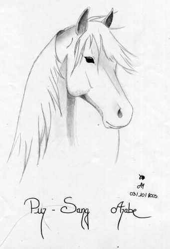 Wallpapers Art - Pencil Animals - Horses Pur sang arabe nomme Belle du Jour