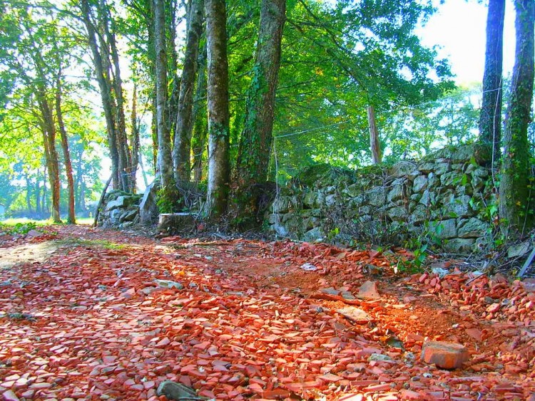 Fonds d'cran Nature Arbres - Forts Chemin de Tuiles...