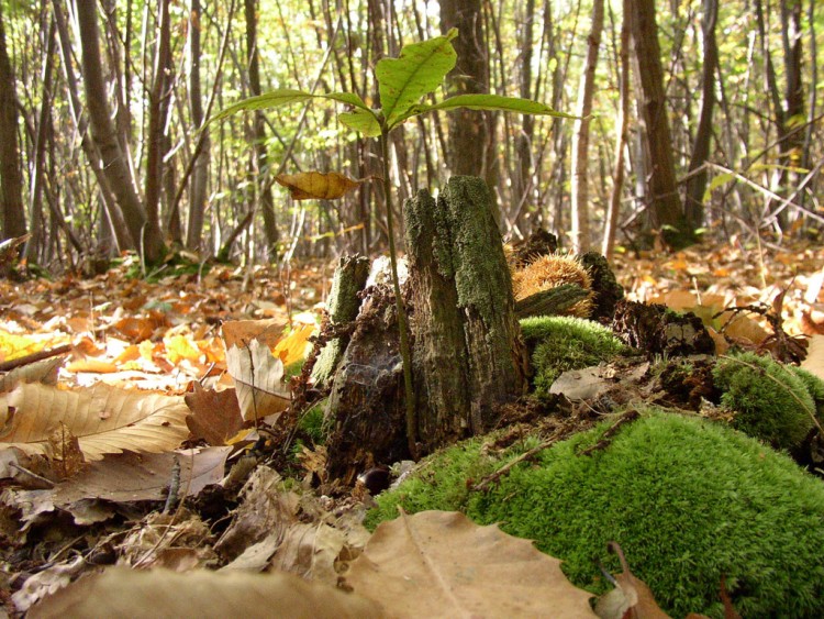 Fonds d'cran Nature Feuilles - Feuillages fort d'automne