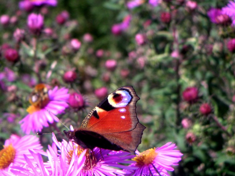 Fonds d'cran Animaux Insectes - Papillons Wallpaper N117881