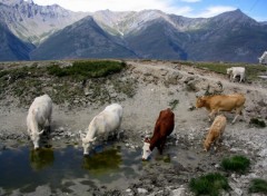 Fonds d'cran Animaux Vaches de savoie