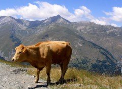 Fonds d'cran Animaux Vache (encore)