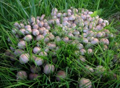 Fonds d'cran Nature CHAMPIGNONS