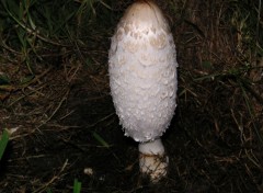 Fonds d'cran Nature champignons