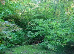 Wallpapers Nature arboretum