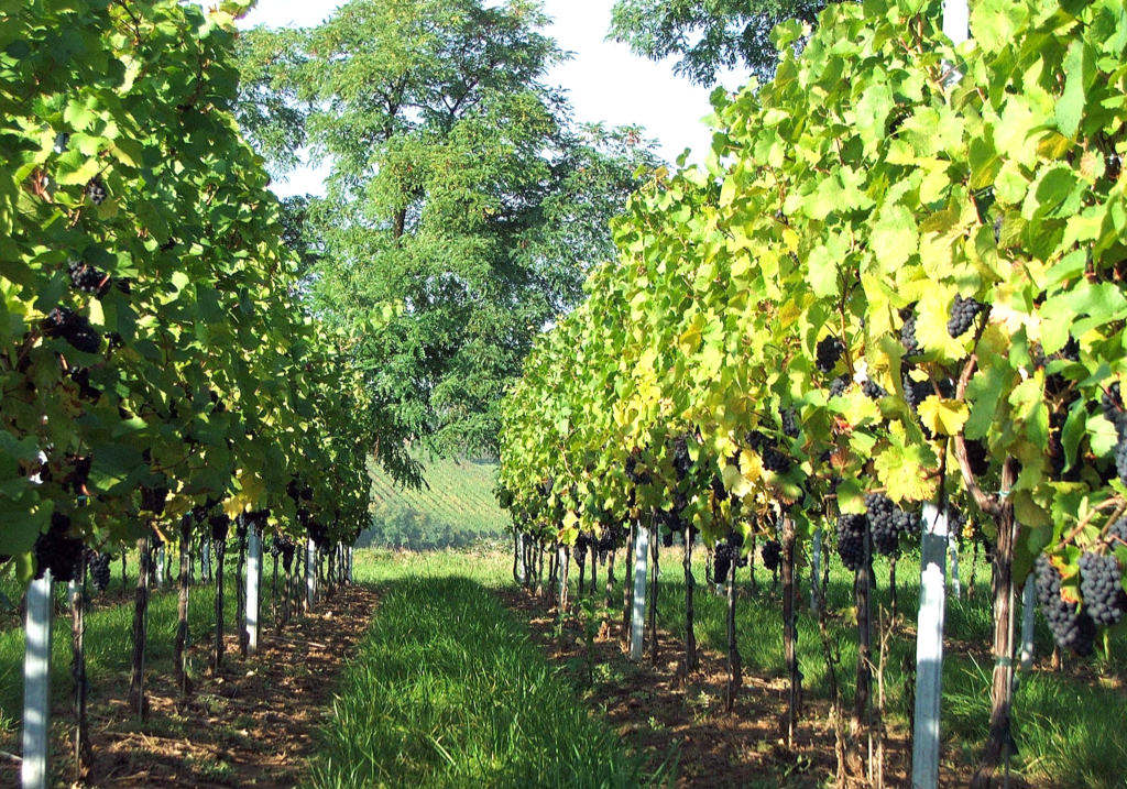 Fonds d'cran Nature Champs - Prairies Vignoble du Kochersberg