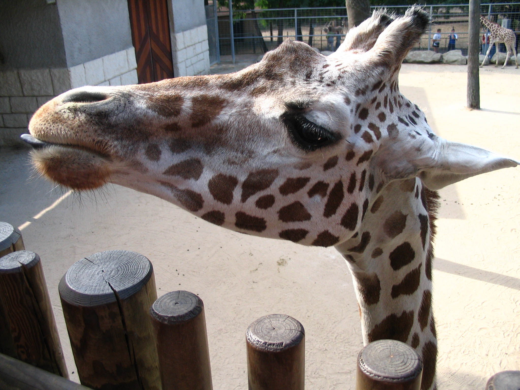 Fonds d'cran Animaux Girafes Kikou!