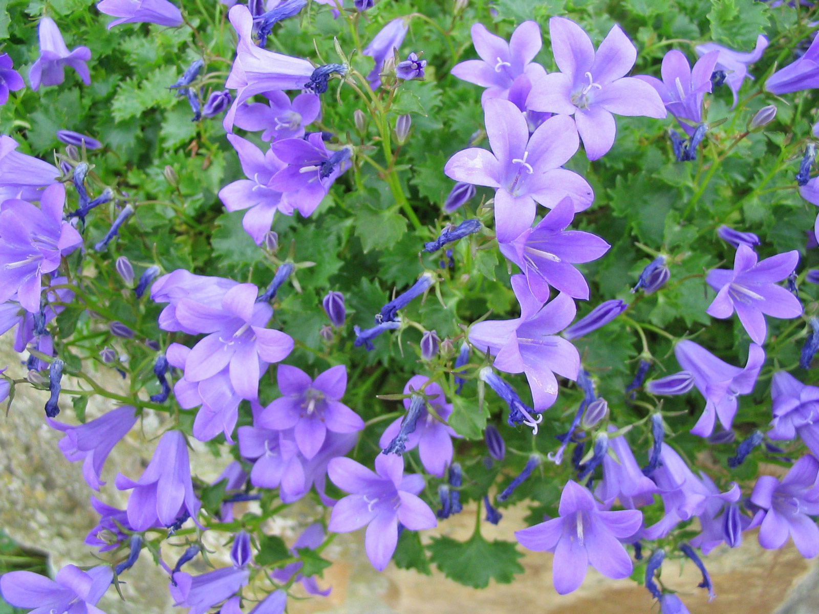 Fonds d'cran Nature Fleurs Fleurs du jardin ( France) 