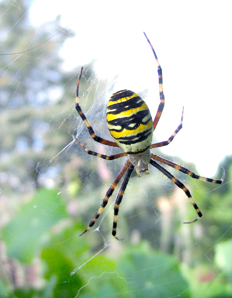 Fonds d'cran Animaux Araignes 