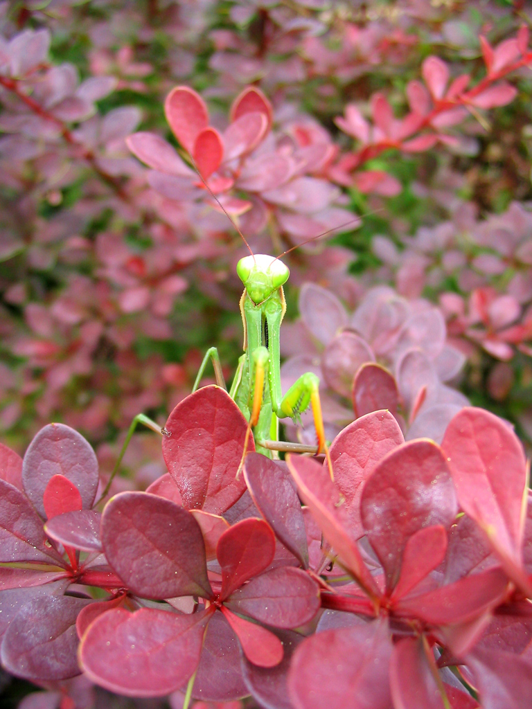 Fonds d'cran Animaux Insectes - Mantes religieuses 