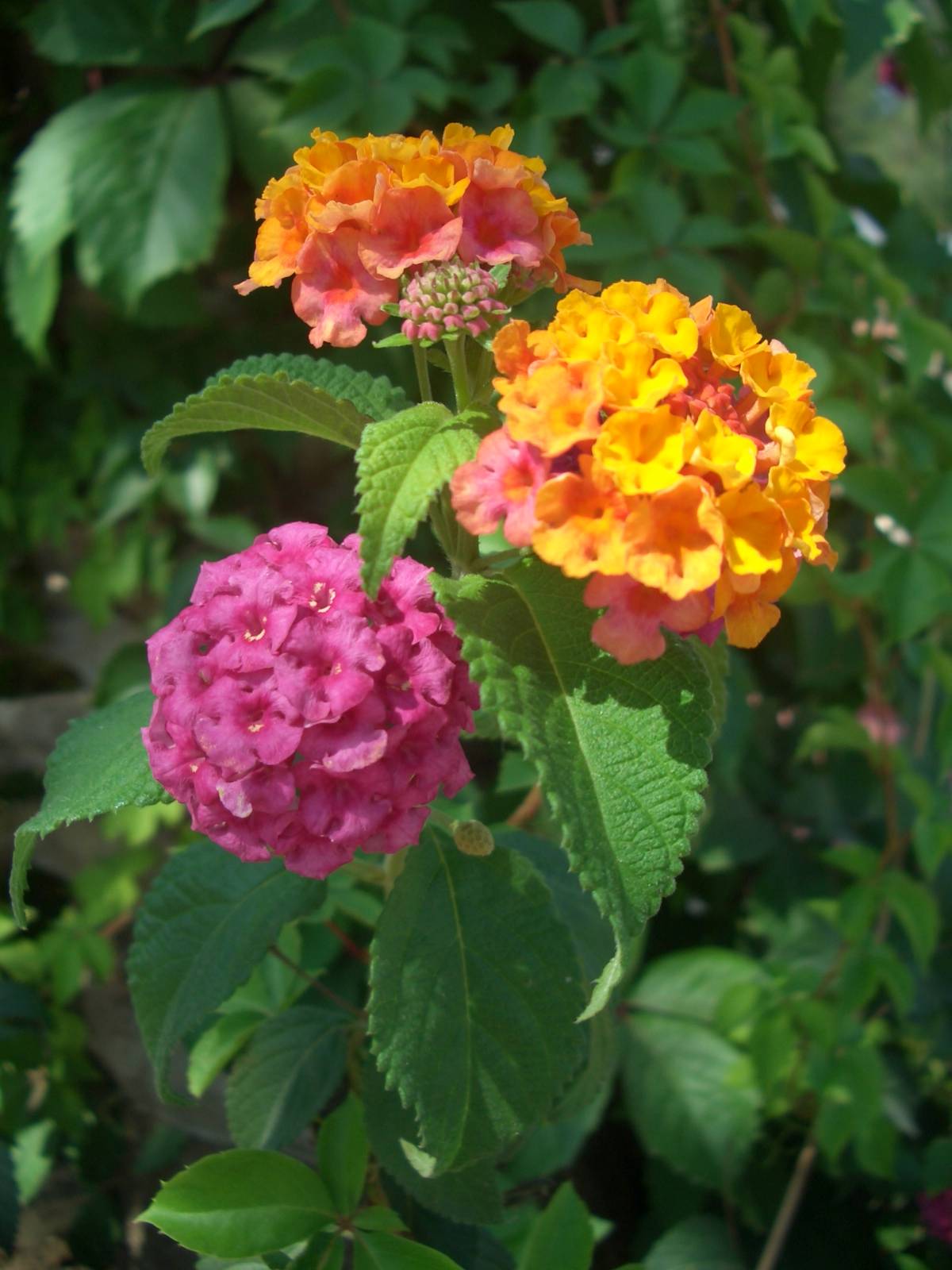 Fonds d'cran Nature Fleurs 