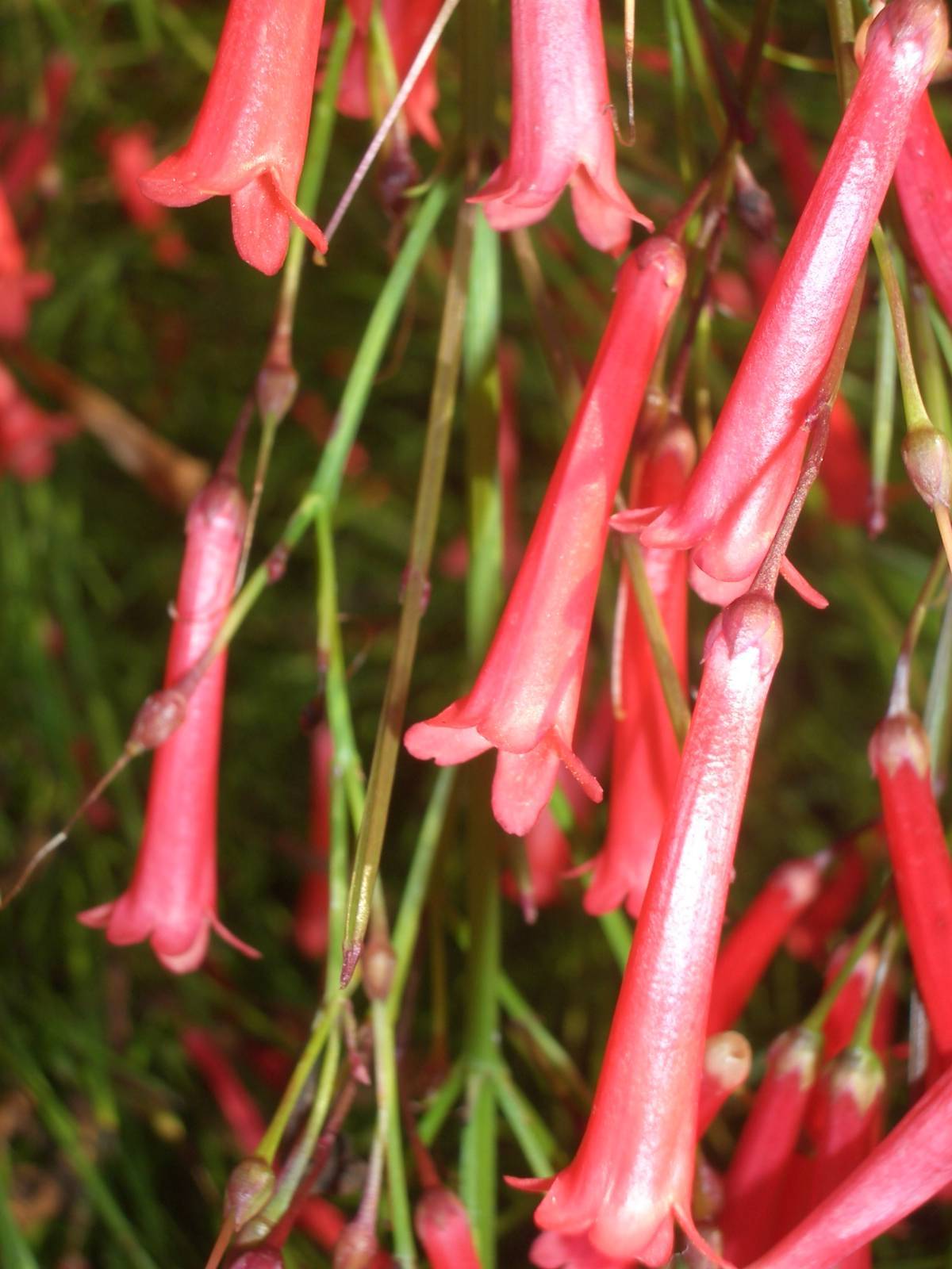 Fonds d'cran Nature Fleurs 