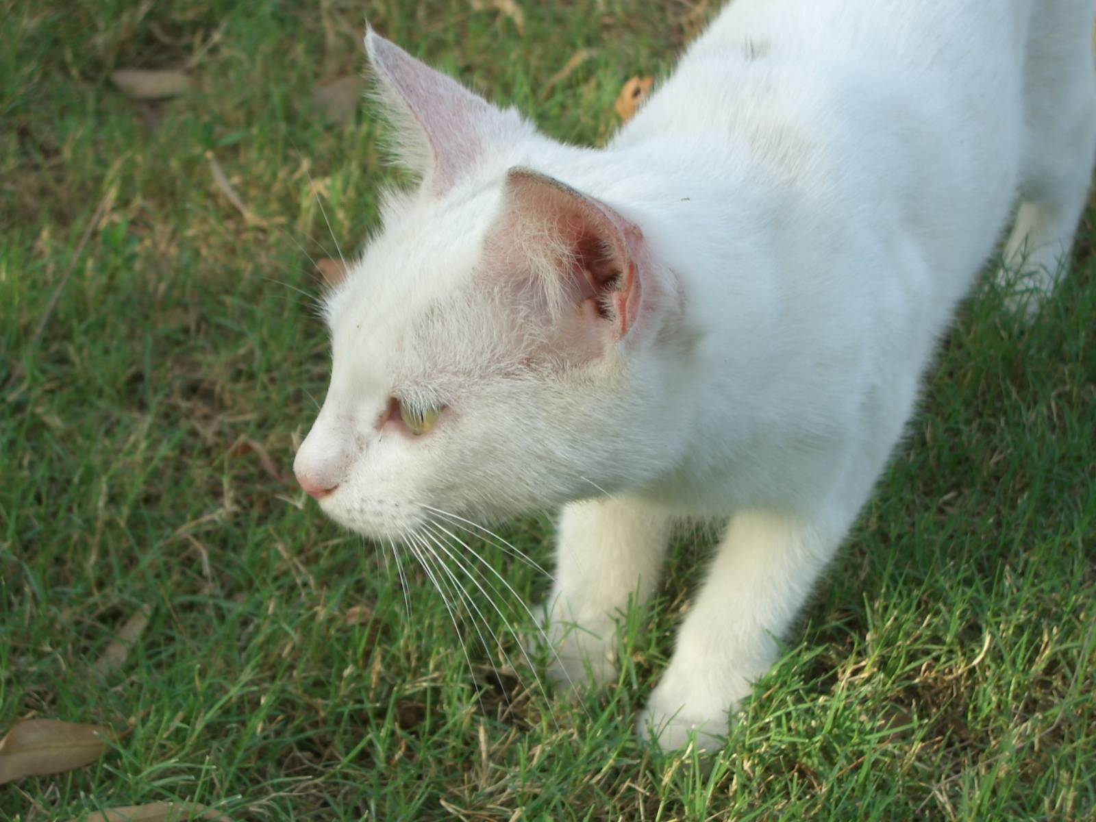 Fonds d'cran Animaux Chats - Chatons 