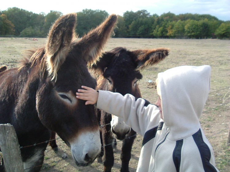 Fonds d'cran Hommes - Evnements Scnes de vie Notre poney club !