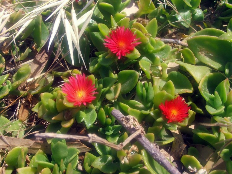 Wallpapers Nature Flowers Ile de Chypre : Limassol