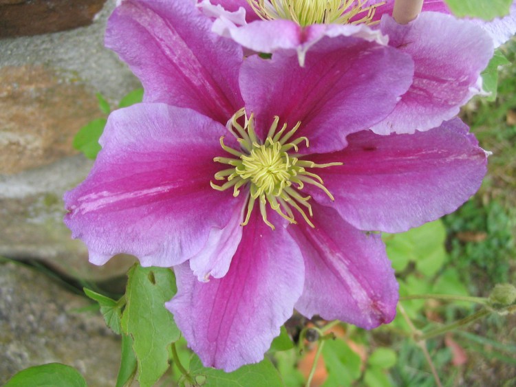 Fonds d'cran Nature Fleurs Fleurs du jardin (France) 