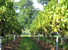 Fonds d'cran Nature Vignoble du Kochersberg