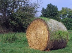 Fonds d'cran Nature Meule barbue et chevelue !