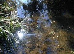 Fonds d'cran Nature Reflets