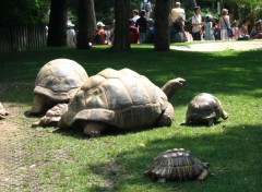 Fonds d'cran Animaux Tortues gantes