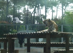 Fonds d'cran Animaux Le rveil du fauve