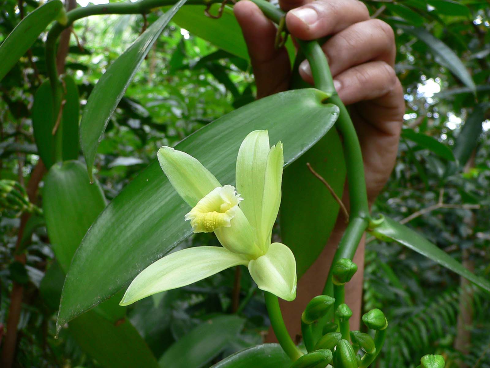 Fonds d'cran Nature Fleurs fleur de vanille