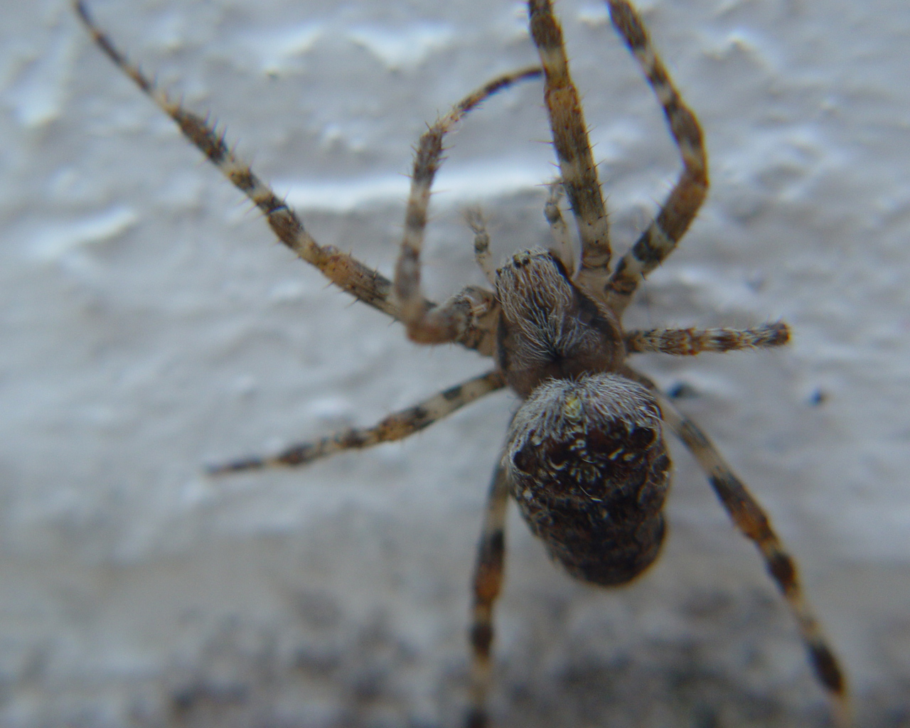 Wallpapers Animals Spiders 