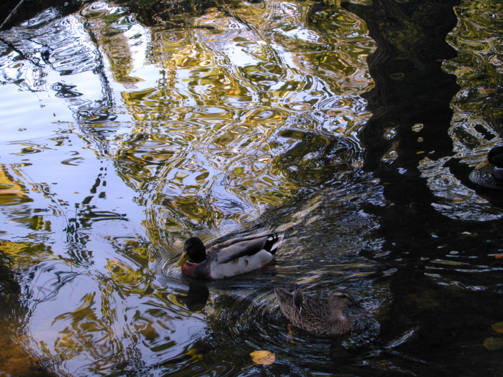 Fonds d'cran Nature Eau - Reflets Reflets