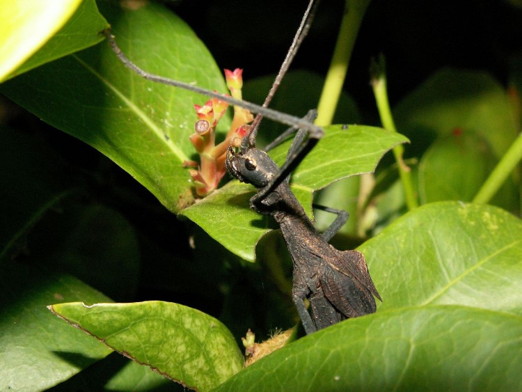 Fonds d'cran Animaux Insectes - Divers Une drle de bestiole !