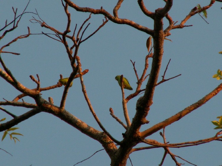 Fonds d'cran Animaux Oiseaux - Perruches Petites perruches vertes