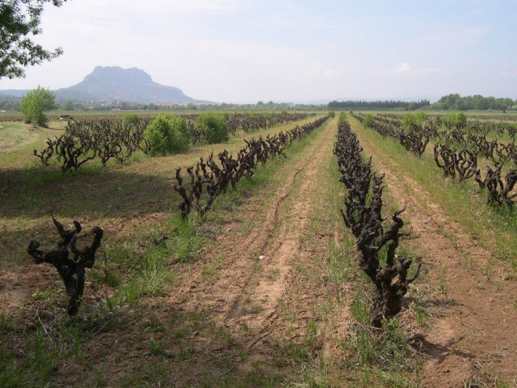 Fonds d'cran Nature Champs - Prairies Vignes varoises