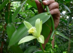 Fonds d'cran Nature fleur de vanille