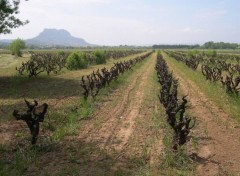 Fonds d'cran Nature Vignes varoises