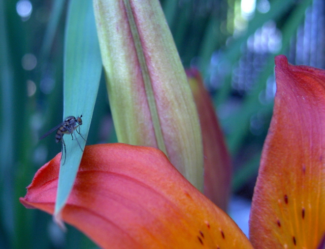 Fonds d'cran Animaux Insectes - Mouches mouche au travail