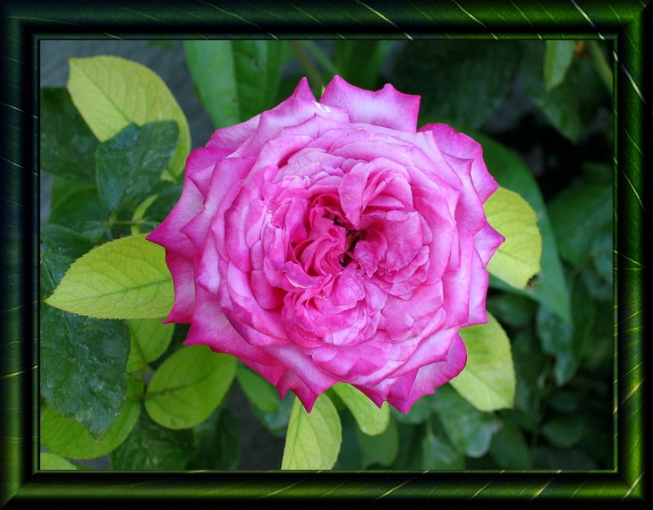 Fonds d'cran Nature Fleurs Rose pour toujours