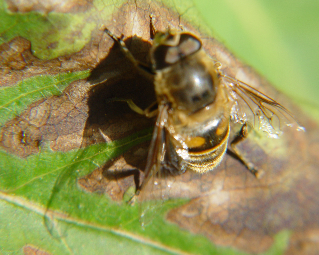 Fonds d'cran Animaux Insectes - Abeilles Gupes ... 