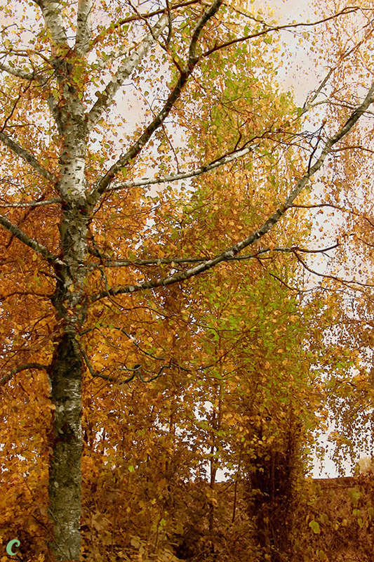 Fonds d'cran Nature Saisons - Automne La \