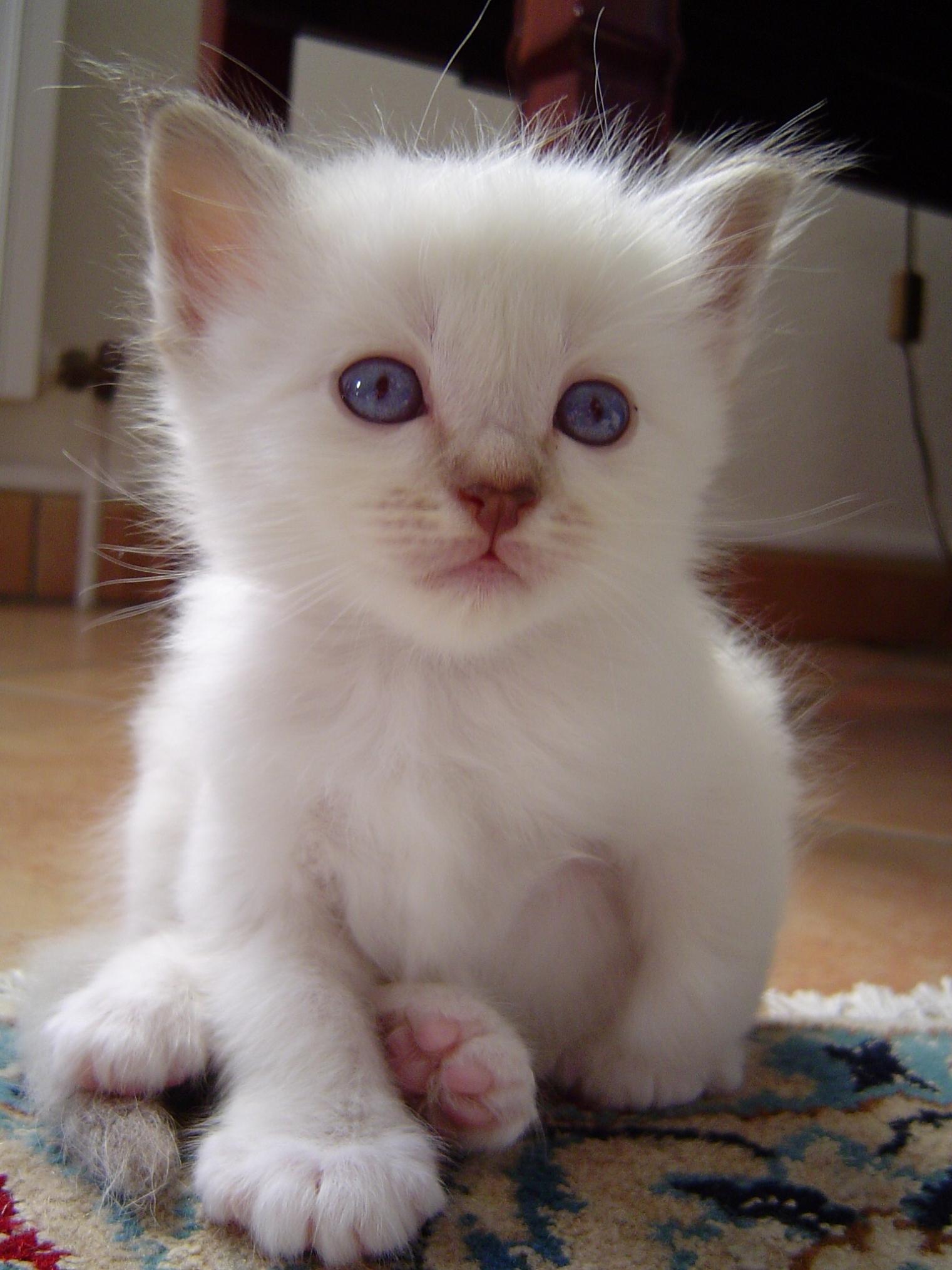 Fonds d'cran Animaux Chats - Chatons Portrait d'un beau petit mle Sacr de Birmanie d'un mois !