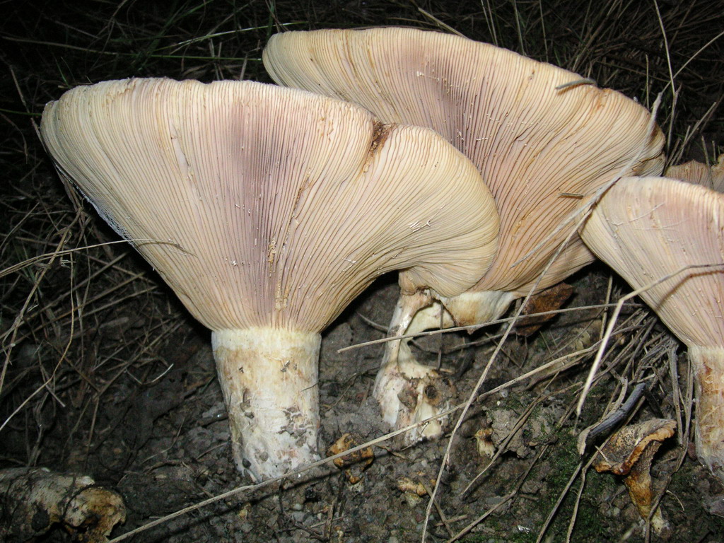 Fonds d'cran Nature Champignons lamelles