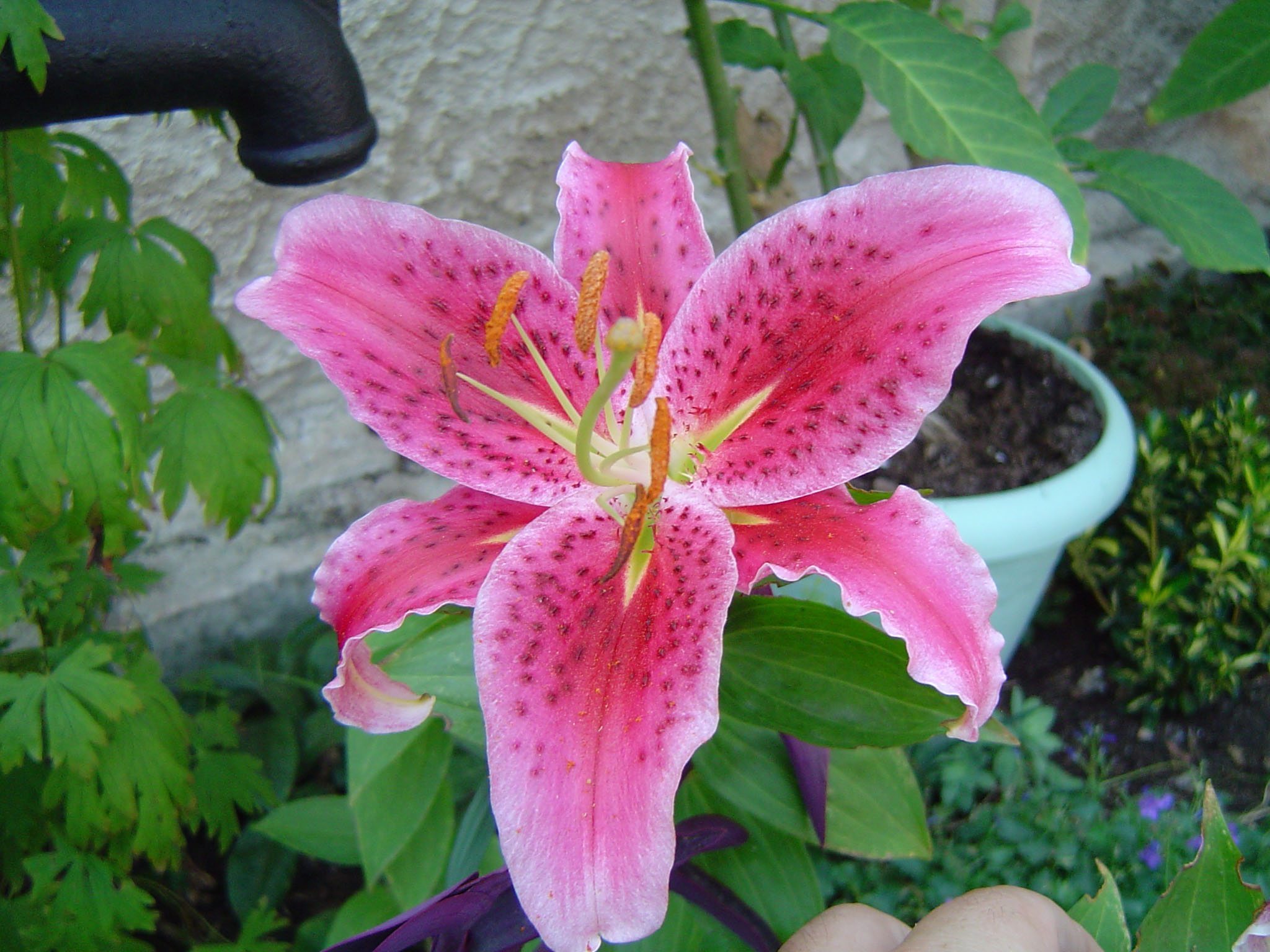 Fonds d'cran Nature Fleurs fleur