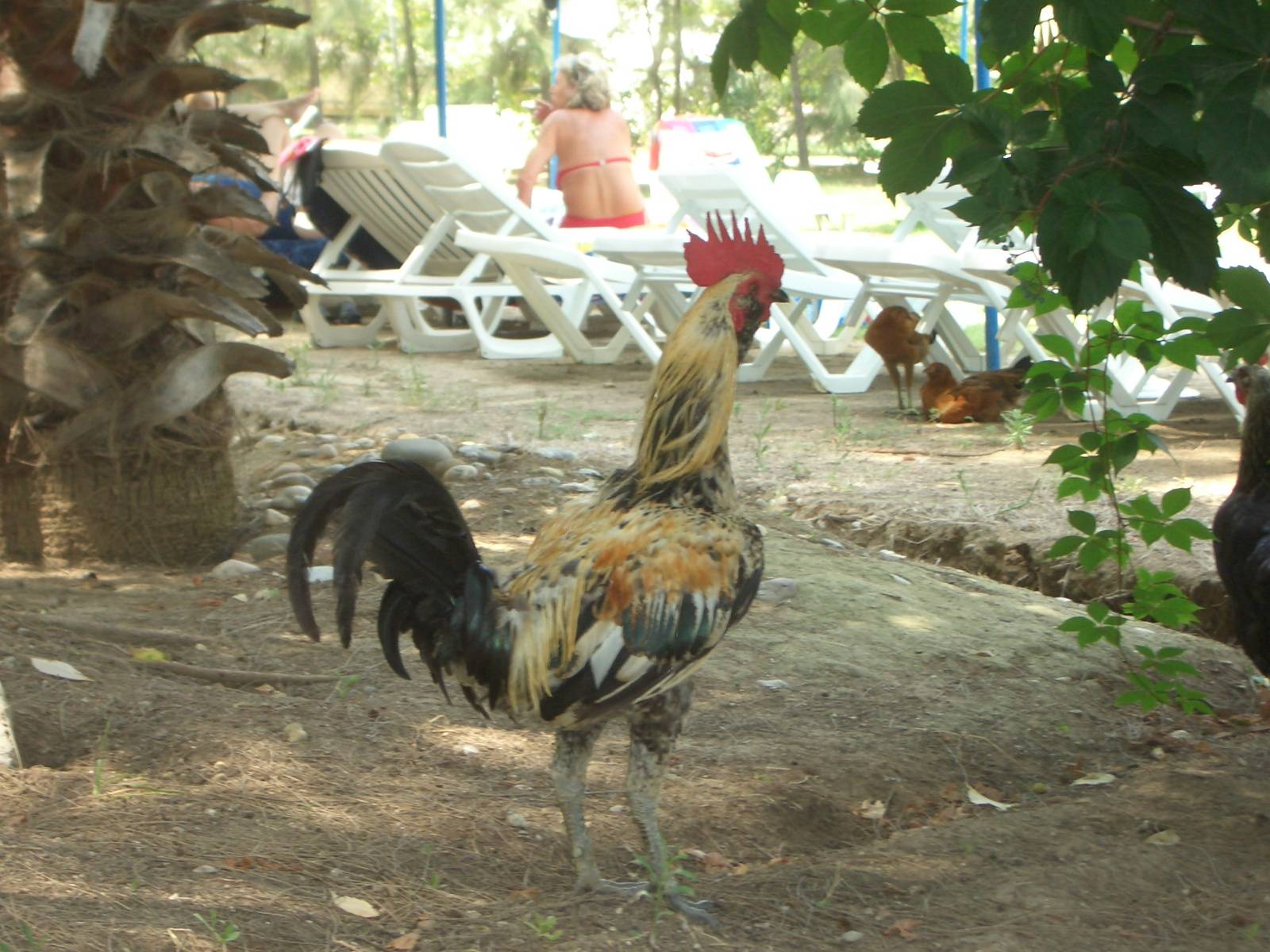 Fonds d'cran Animaux Oiseaux - Coqs et Poules Coq en vacances