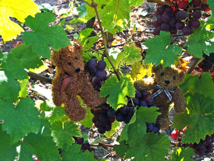 Fonds d'cran Objets Peluches Petits Ours gourmands de raisins...