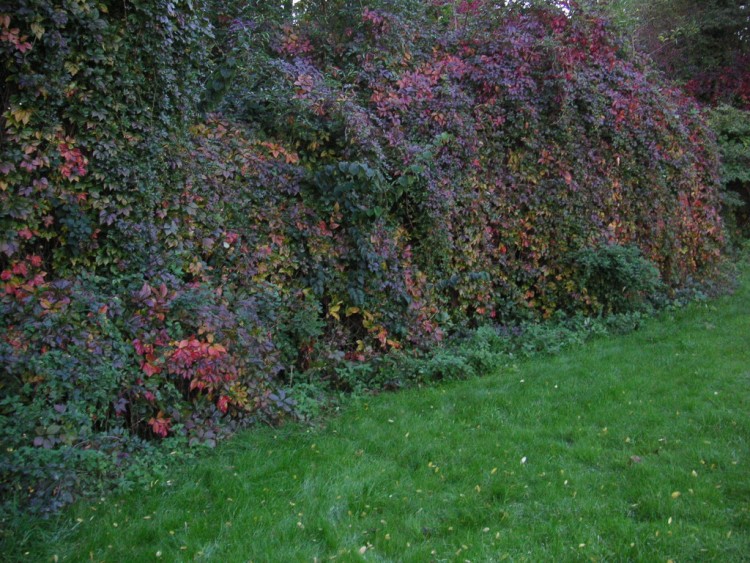 Fonds d'cran Nature Saisons - Automne l'automne au bord du prs